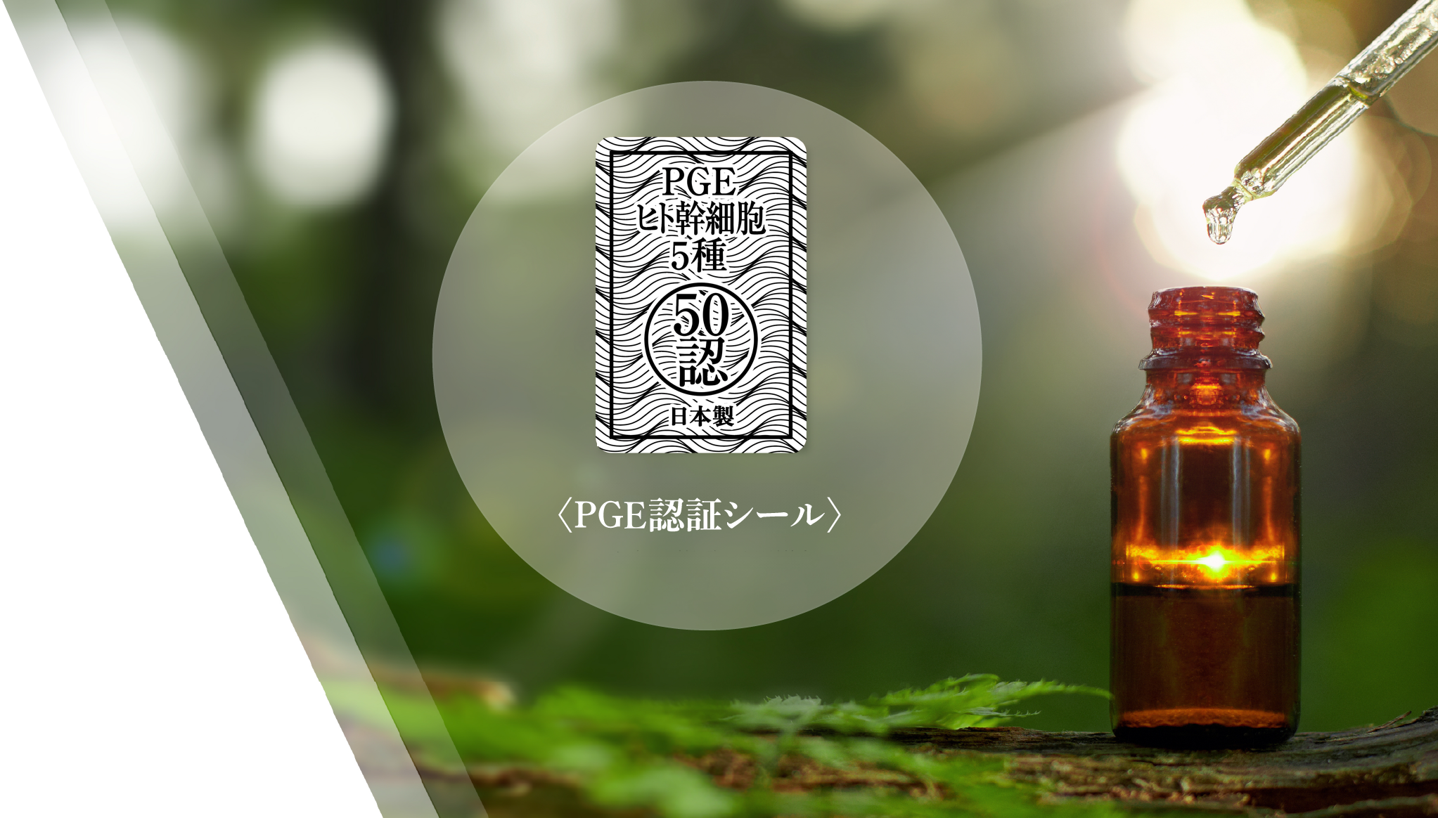 幹細胞コスメについて